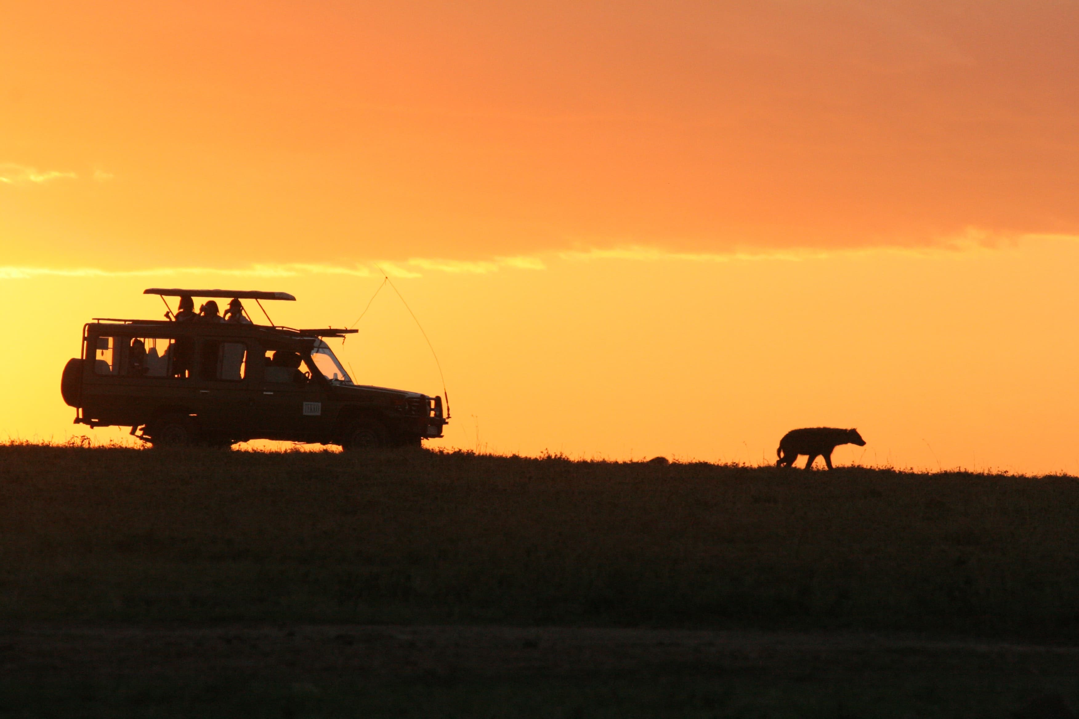 62c4020cb6d9d_Jungle-safari