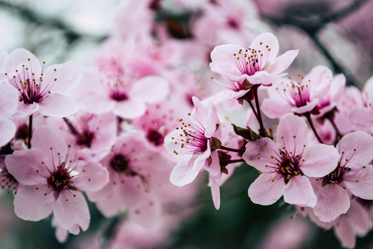 Almond Blossoms
