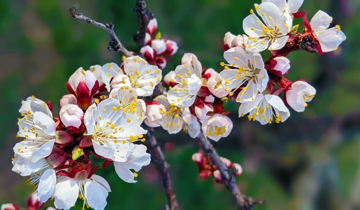 Apricot Blossom Festival 2026