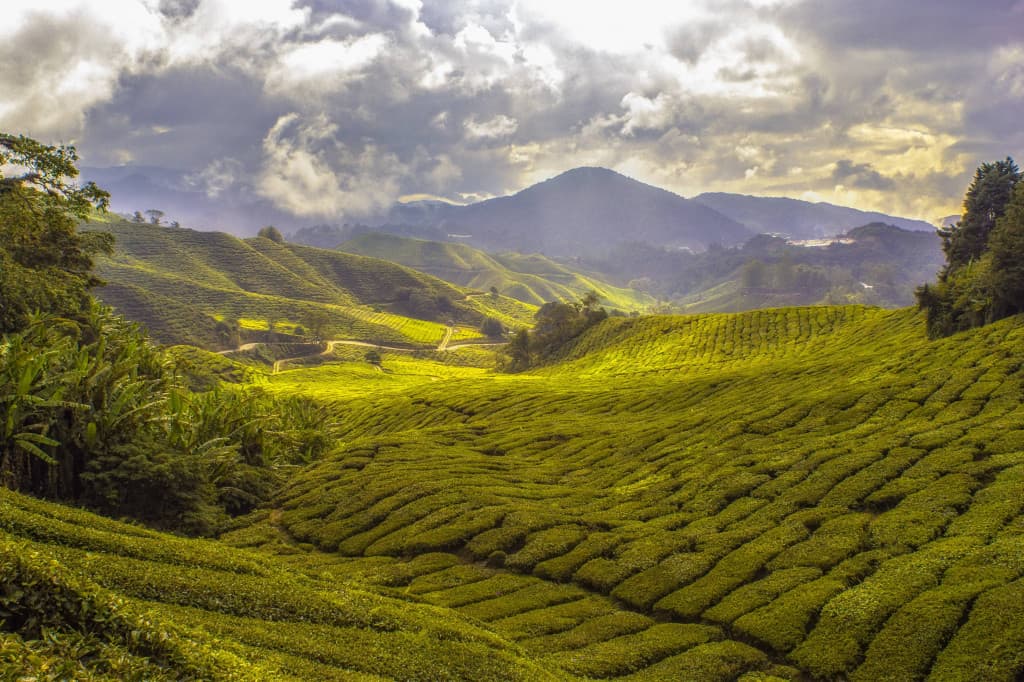 Best-Places-To-Visit-In-Kurseong....-1-1024x682