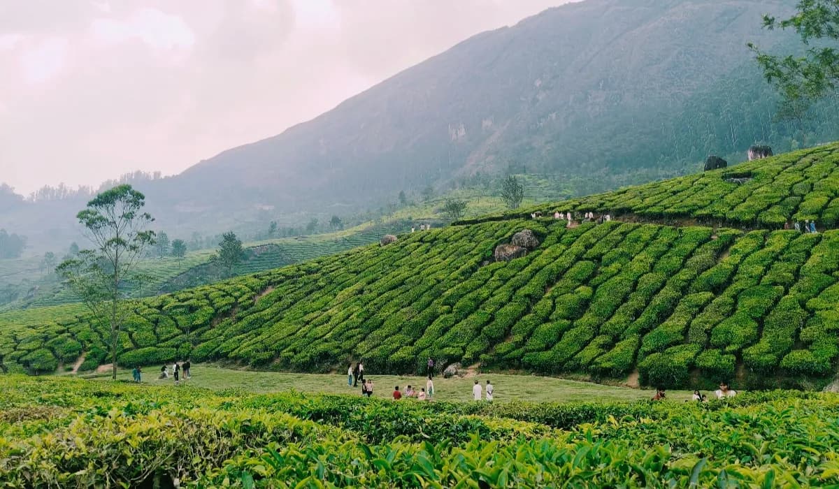Best Time To Visit Idukki
