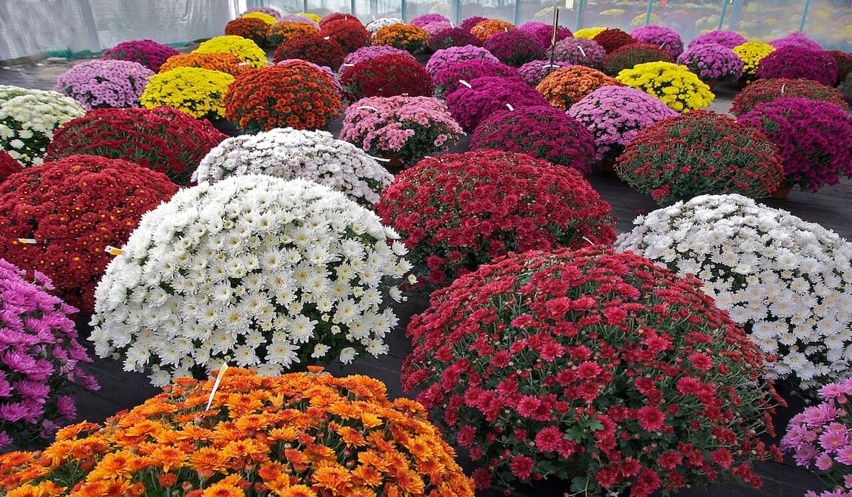 Asia’s First Chrysanthemum Garden
