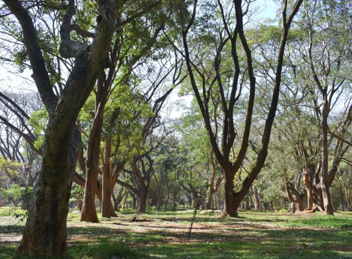 Cubbon Park Flower Show 2025