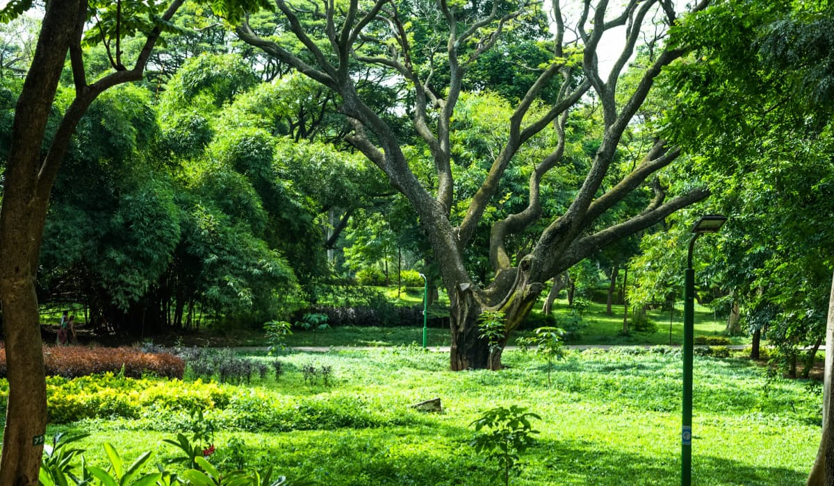 Cubbon Park Flower Show 2025