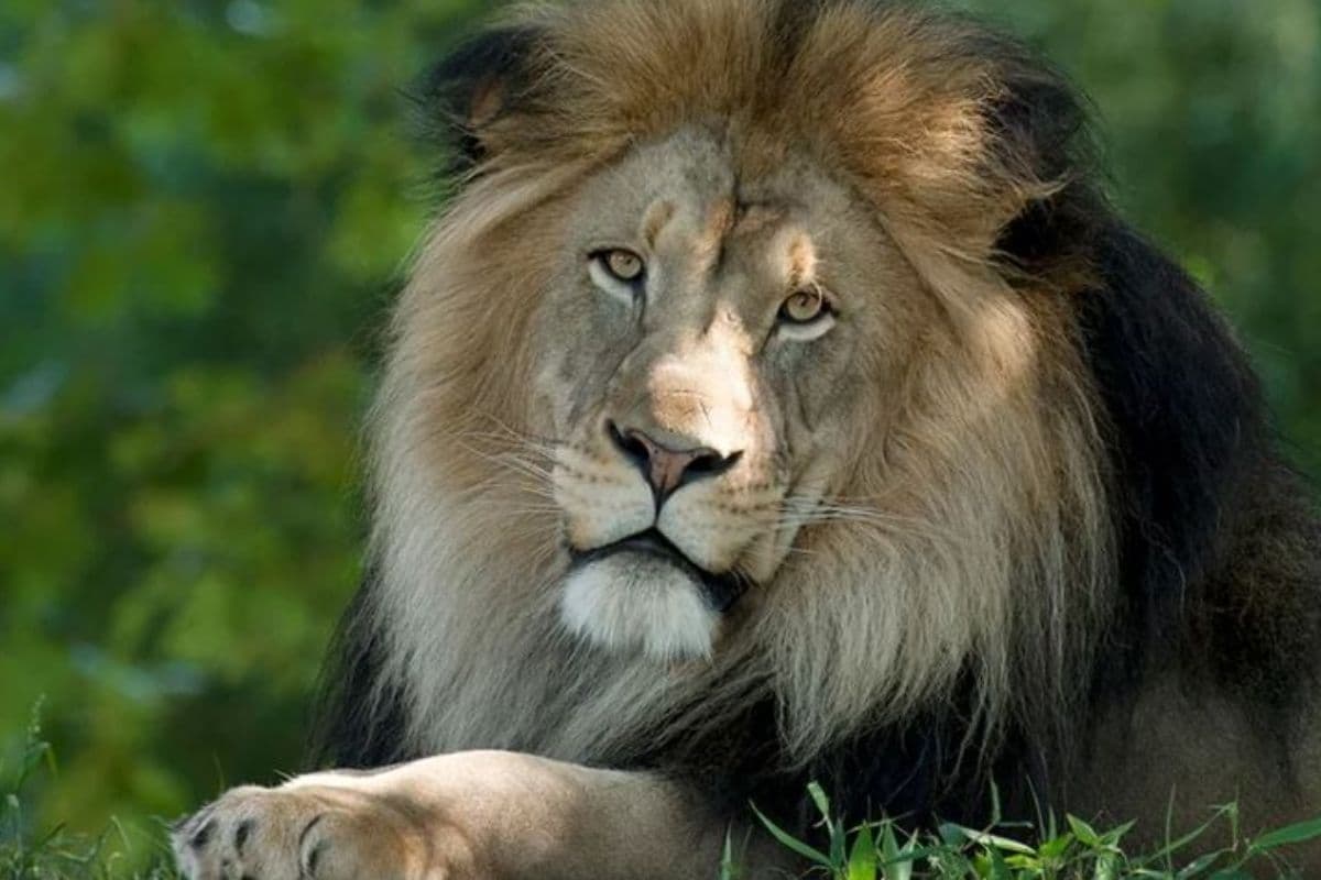 Gir Annual Jungle Safari Season
