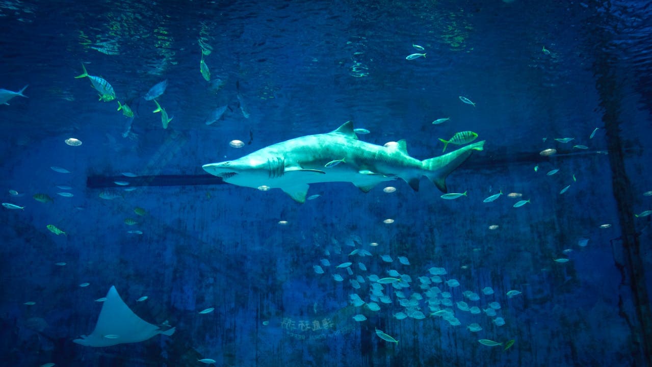 India's Largest Aquarium