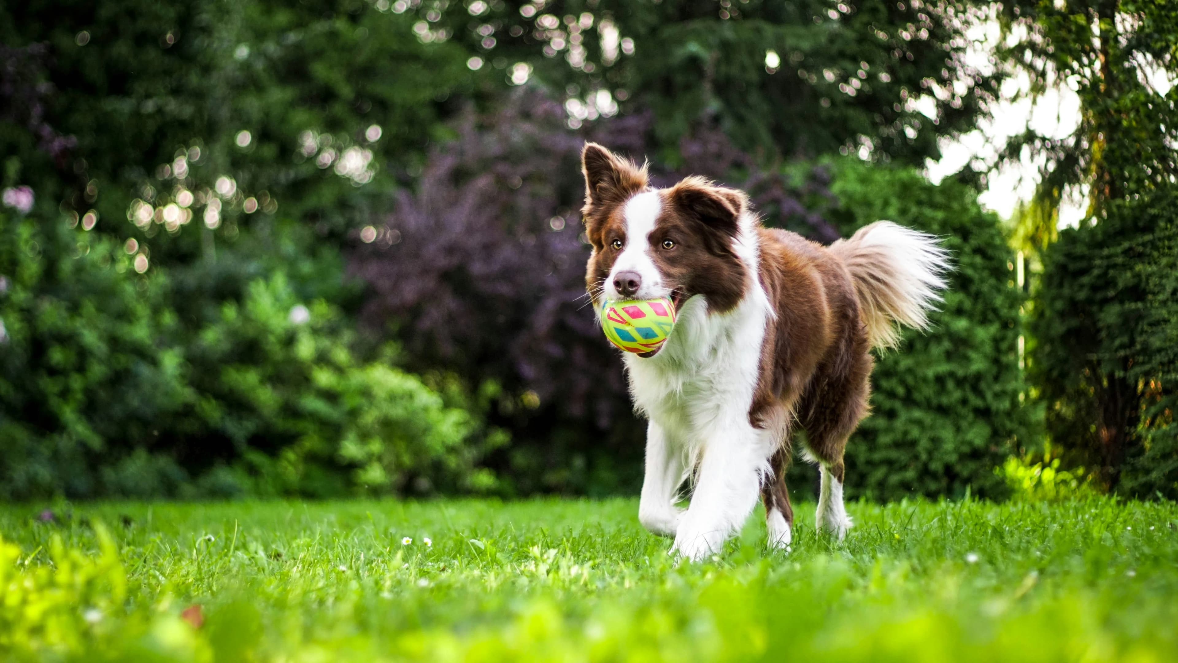 Pet-Friendly Staycation Spots Near Jaipur