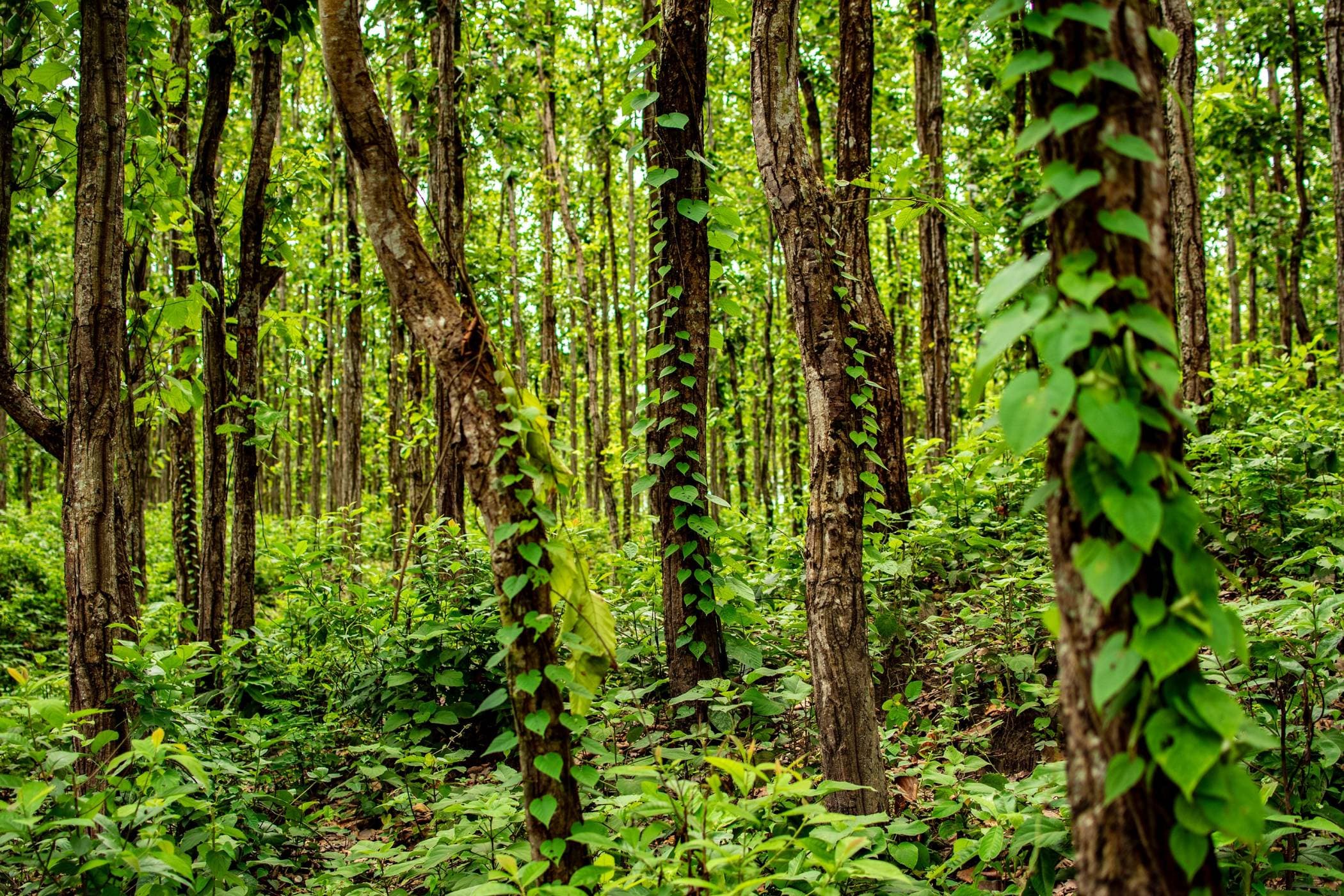 Siliguri-scenery-3-1