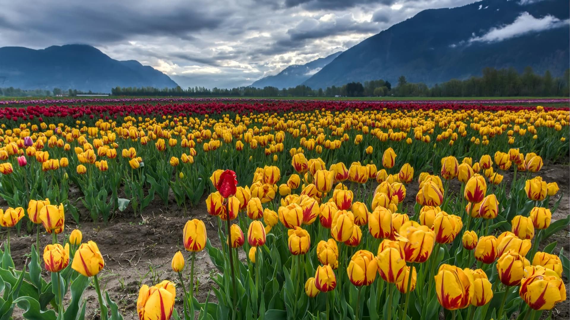 TULIP