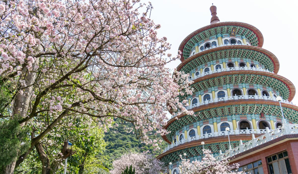 Taiwan Cherry Blossom Season 2026