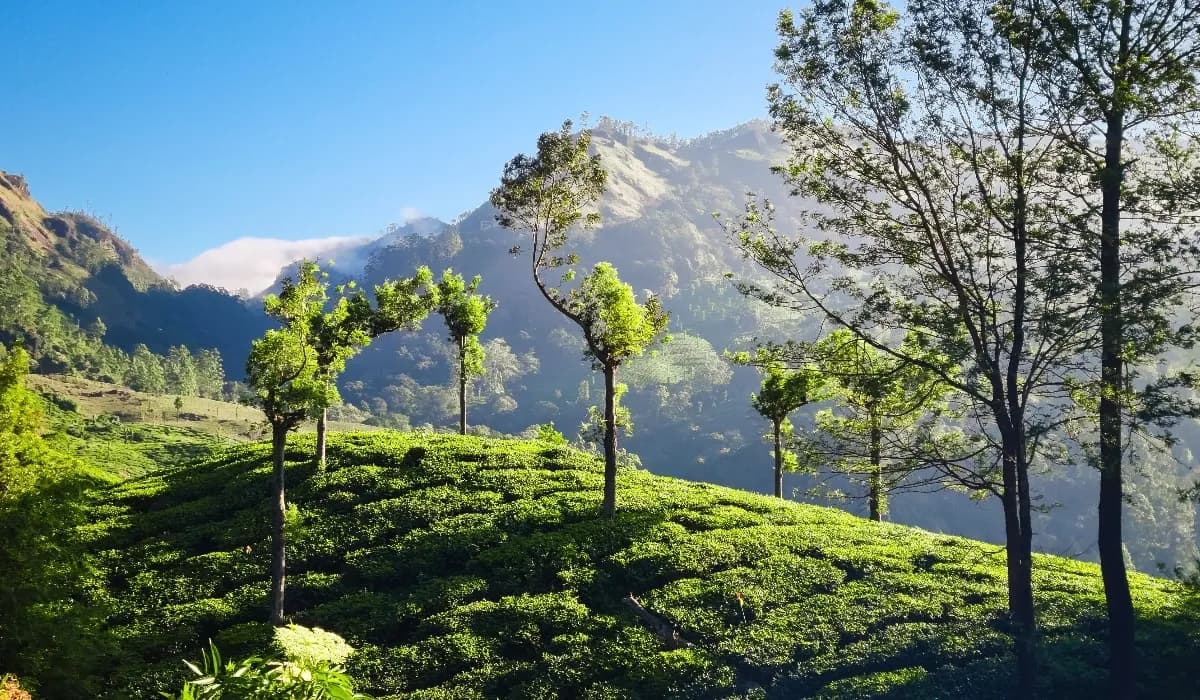 Travel Guide To Idukki