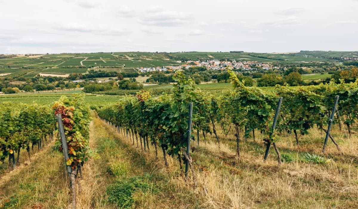 Vineyards In India