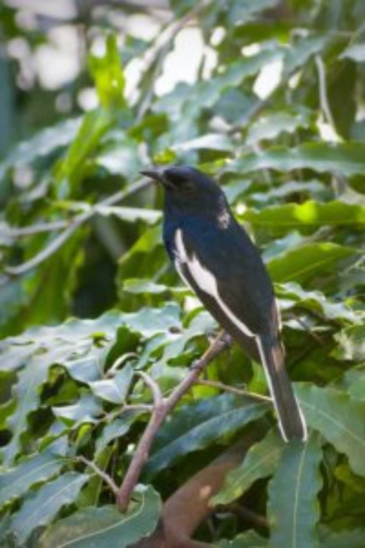 Where To Go For A Wildlife Safari In India