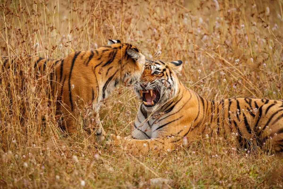 biggest tiger reserve in india