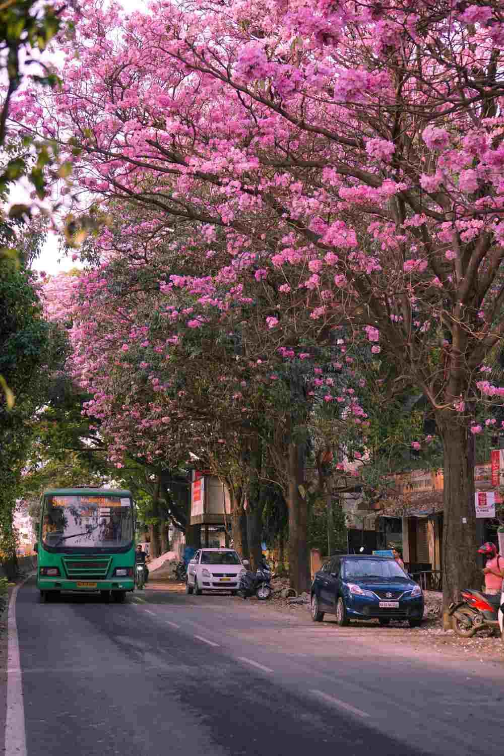 cherry blossom in mumbai