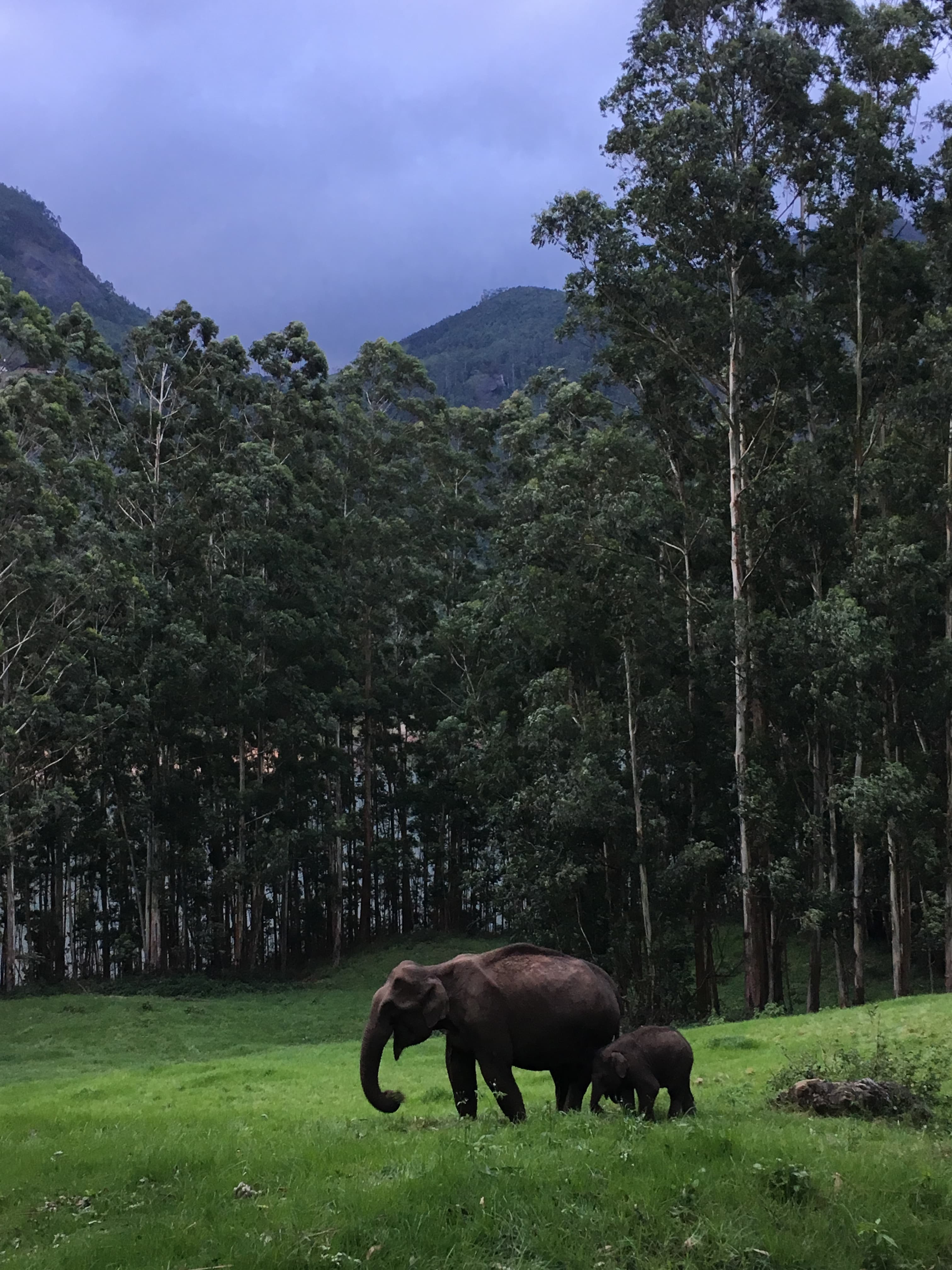elephant