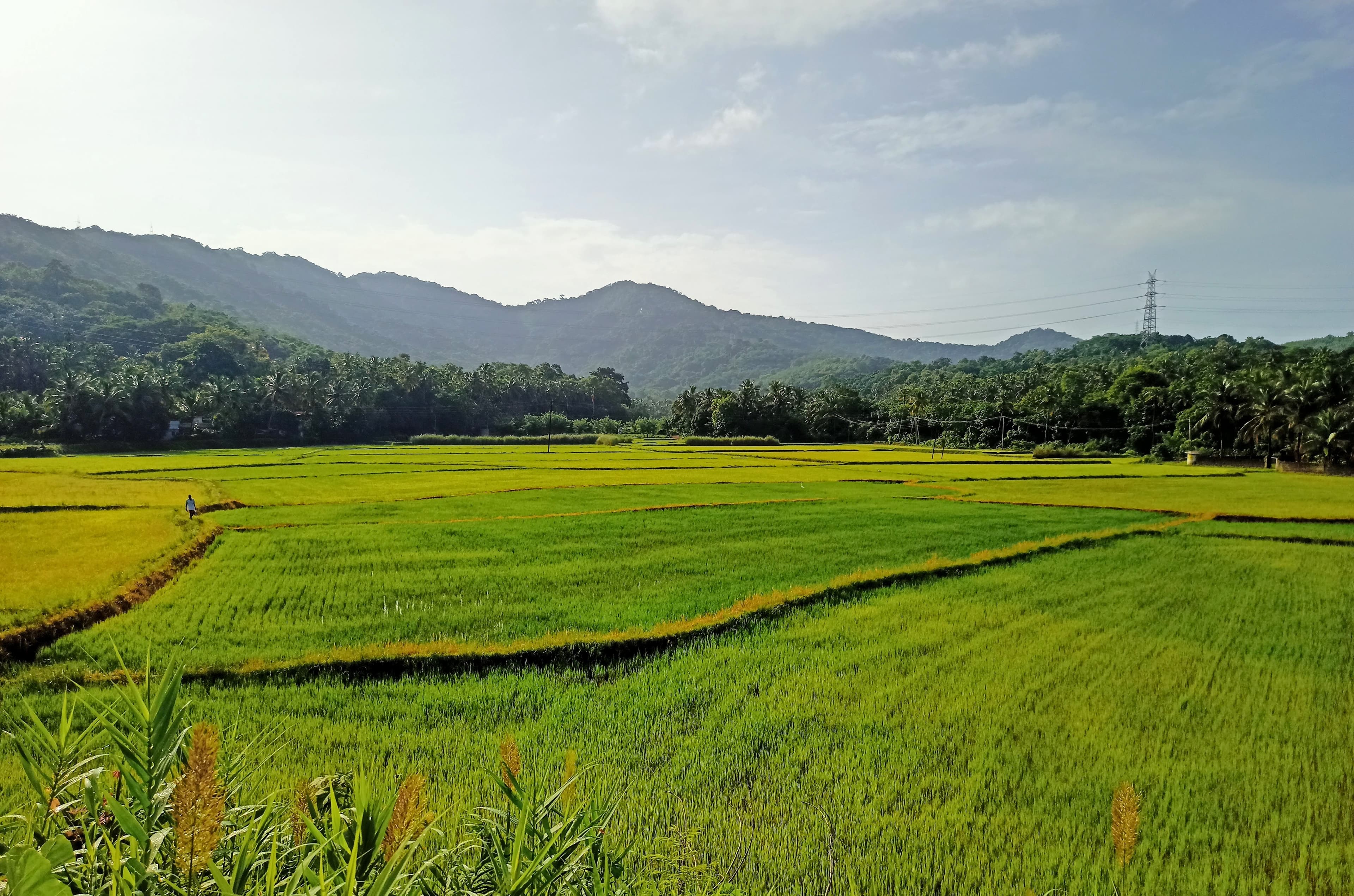 green-fields-Kerala