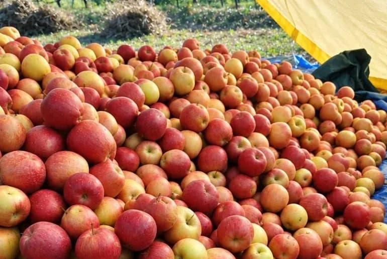 Seasonal Kashmiri foods including apples, walnuts and saffron