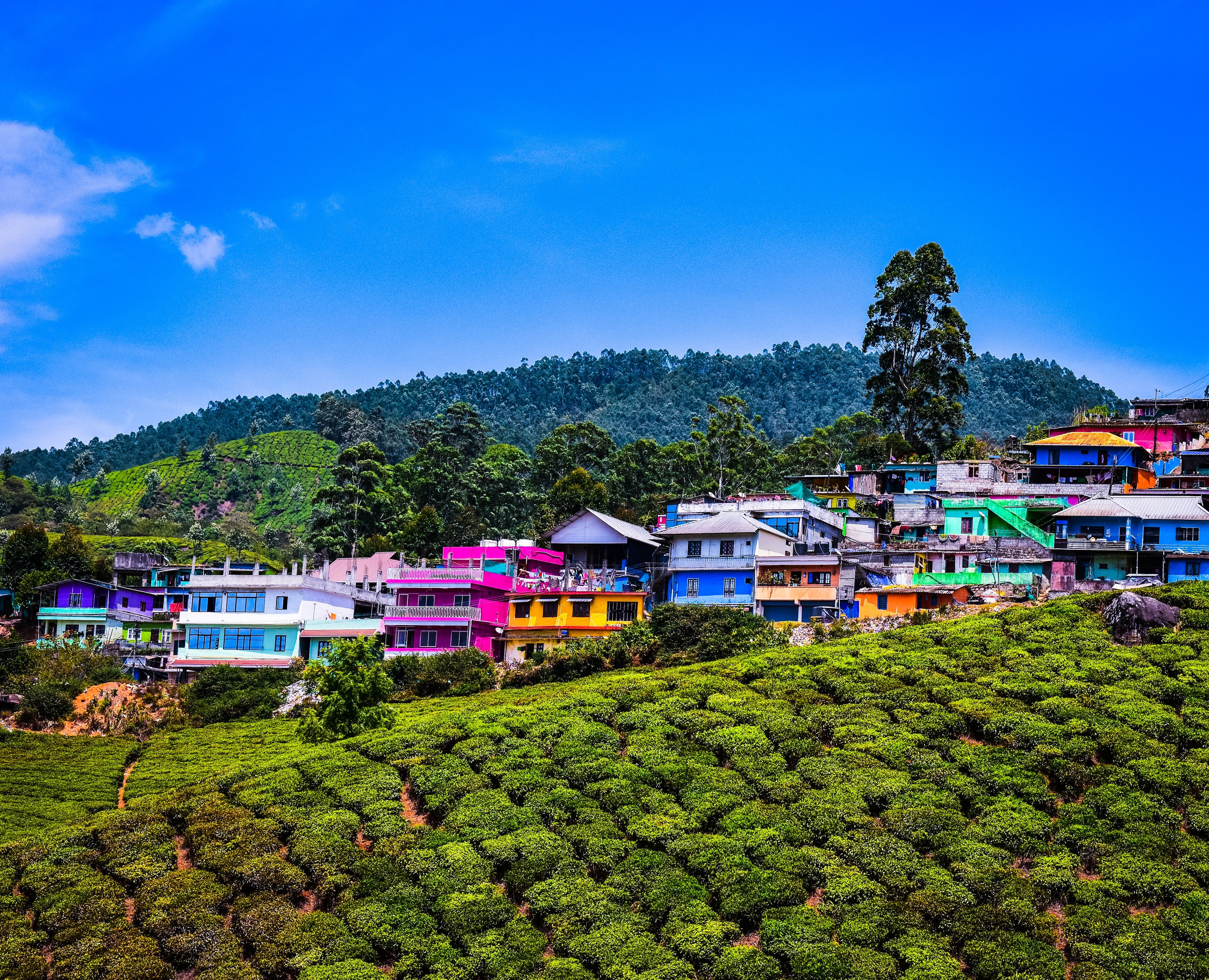 munnar65