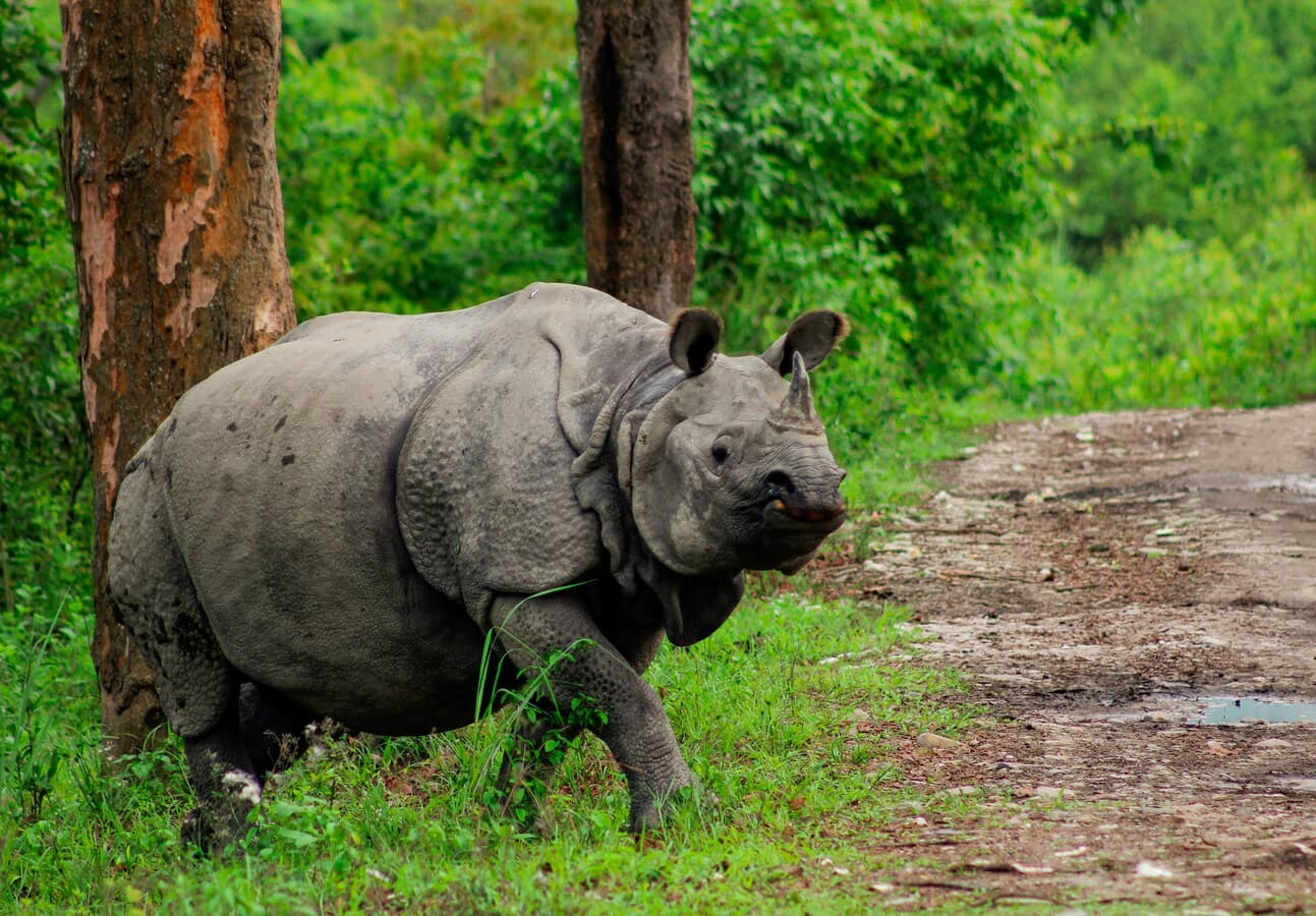 One-horned rhinoceros roaming in Kaziranga National Park