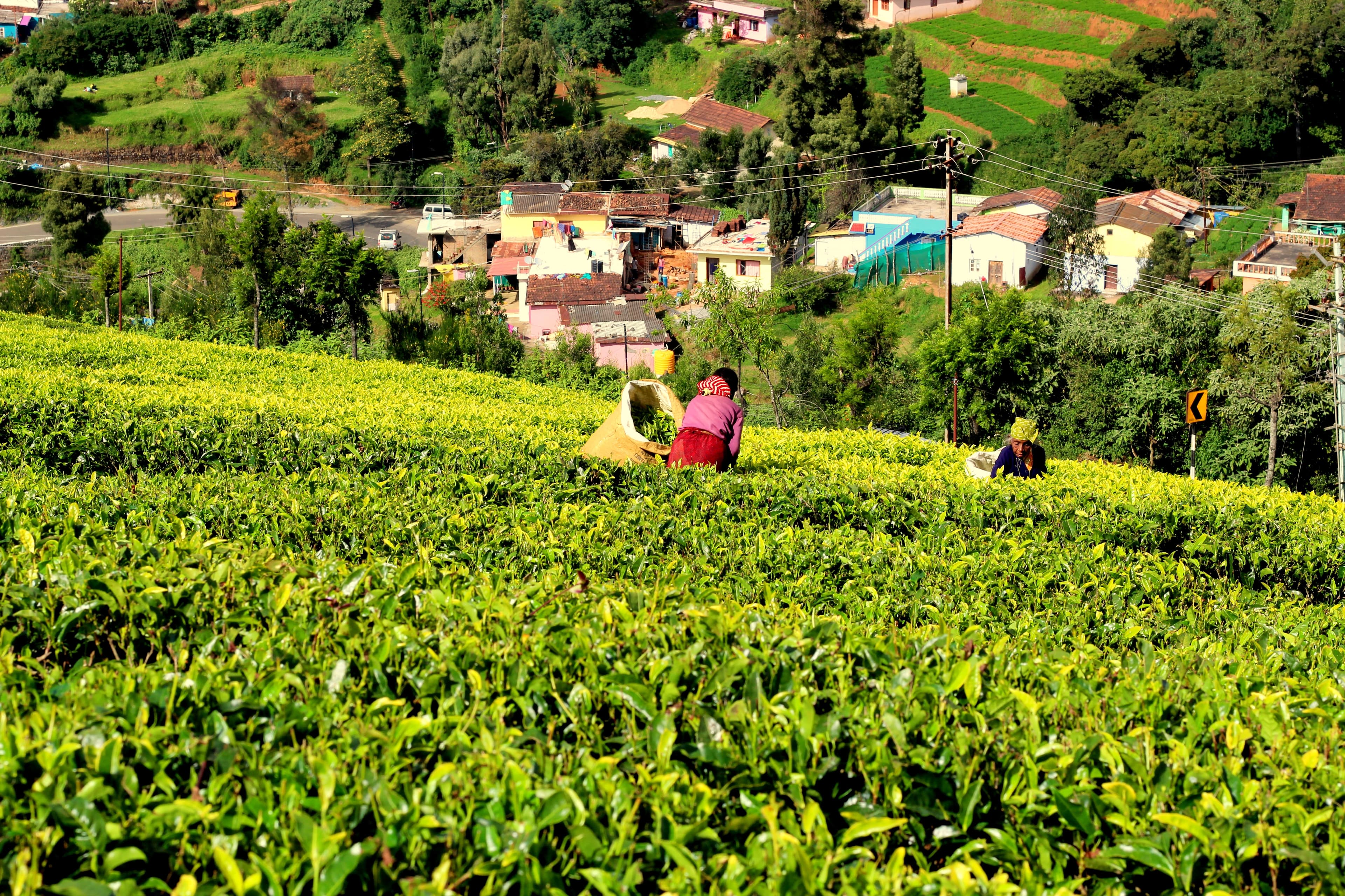 ooty-tea-estate
