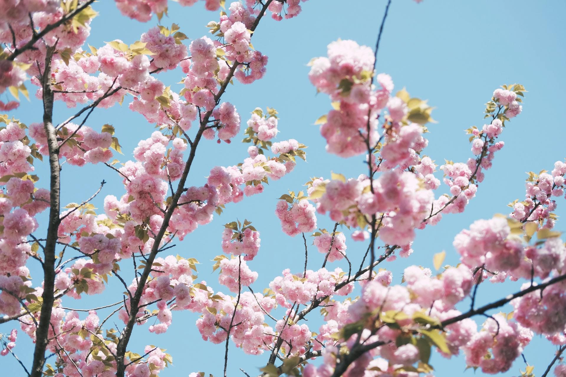 Shillong Cherry Blossom Festival