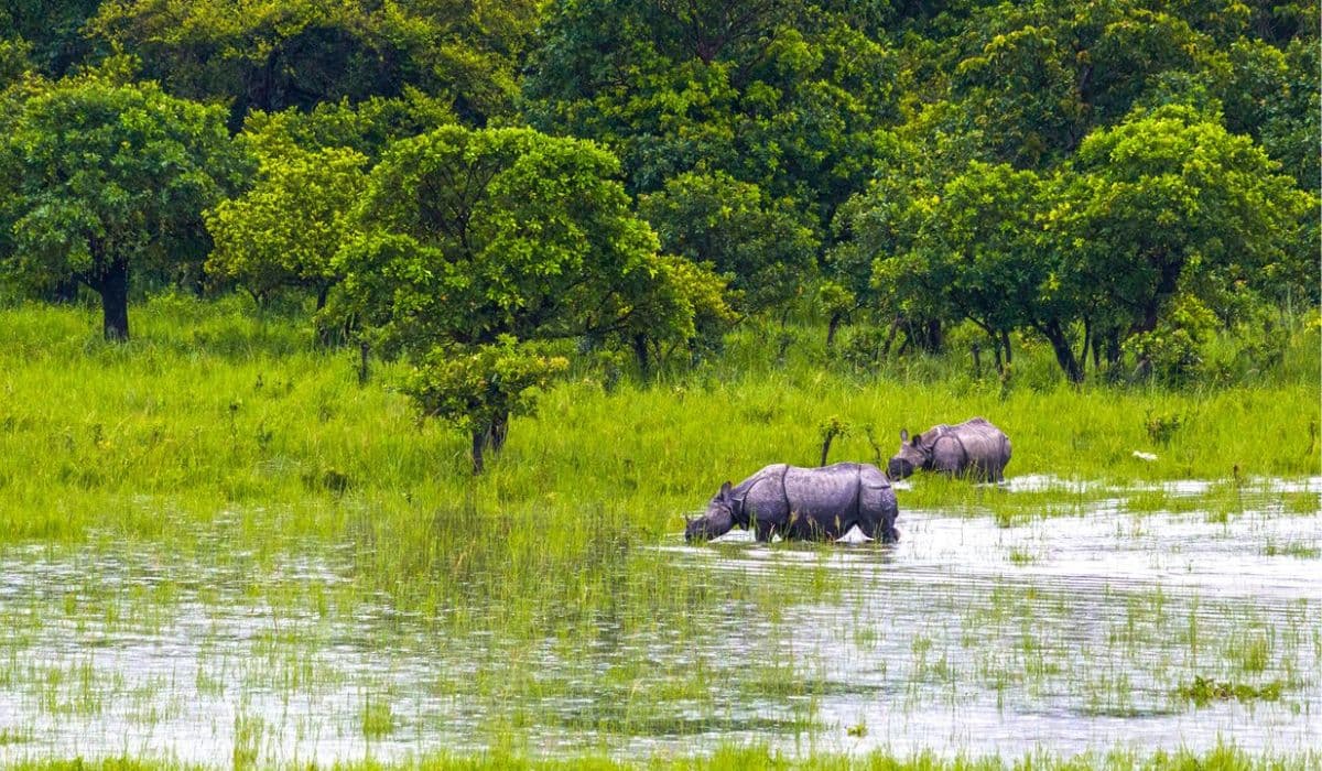 Jeep safari in Pobitora Wildlife Sanctuary in Assam