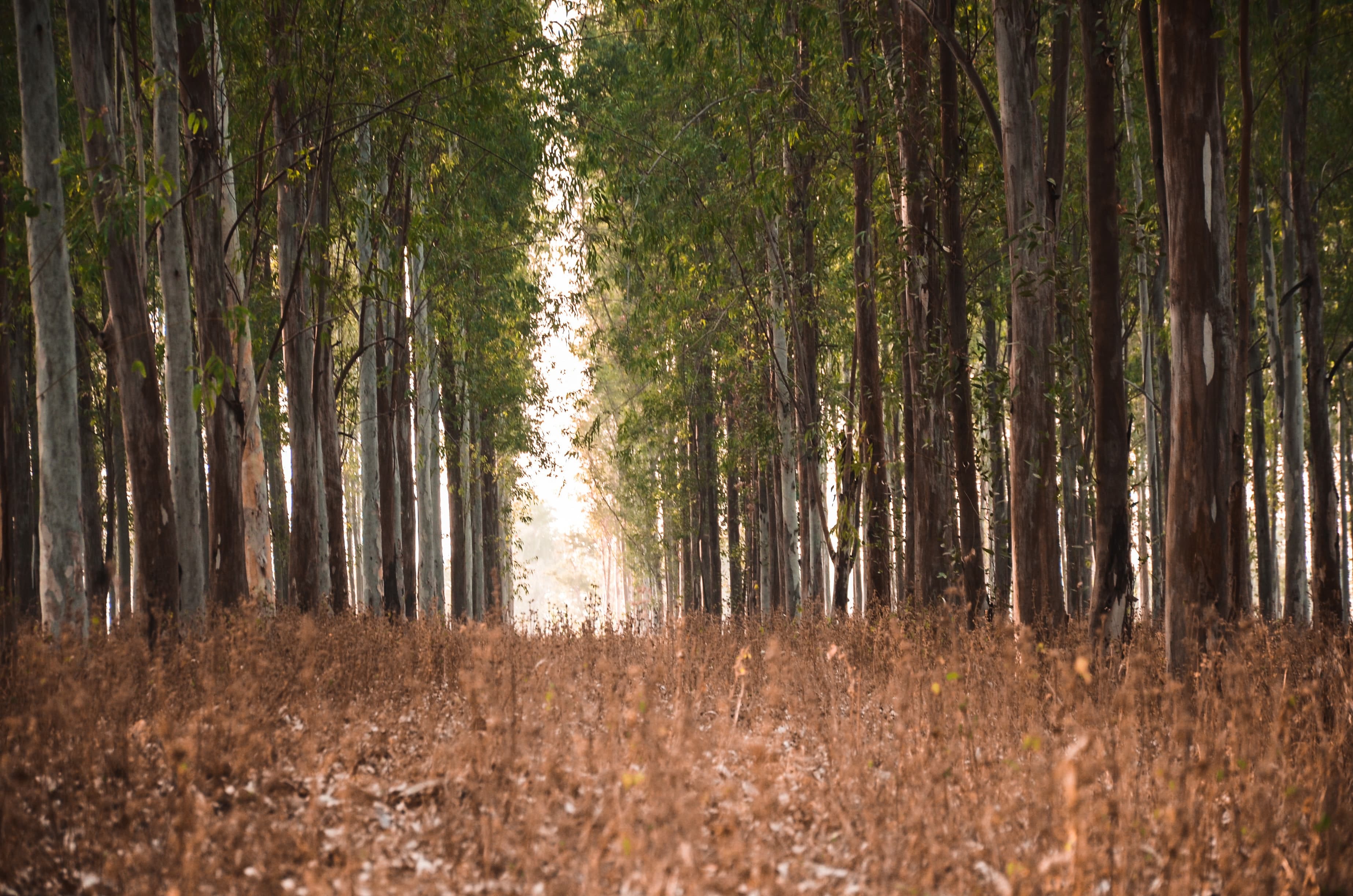 raipur-trees