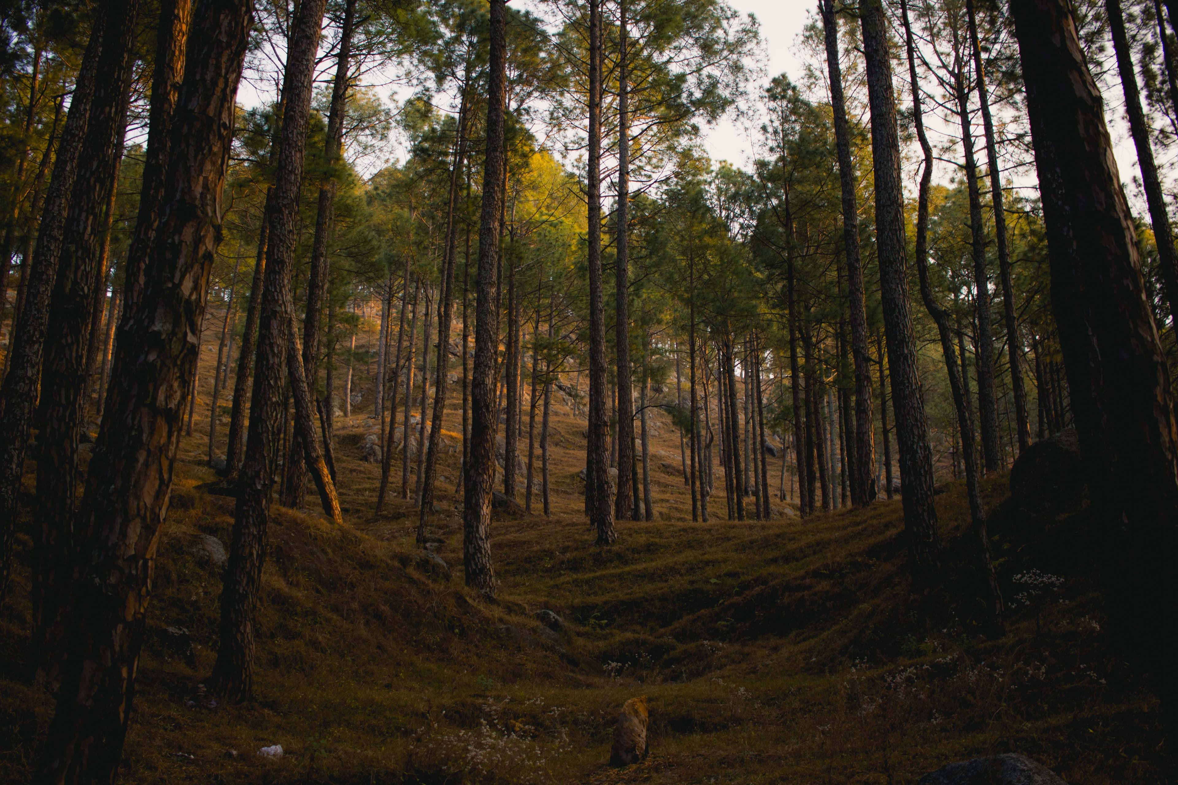 Almora-landscape-2