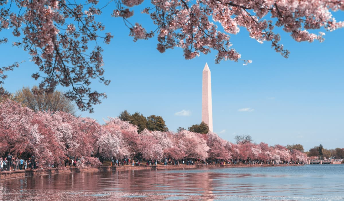 Best Cherry Blossom Festivals Outside Japan