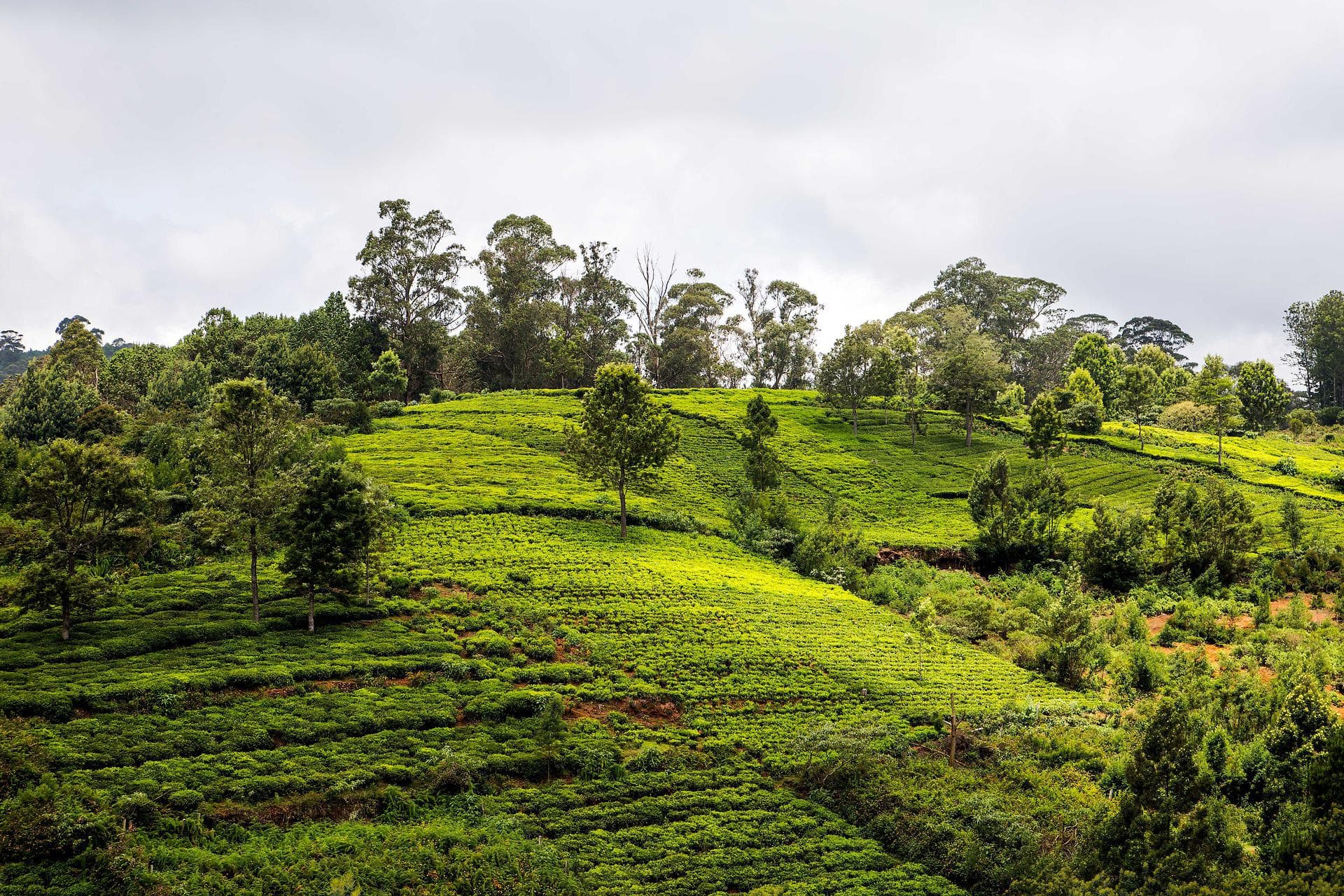 Best-Hill-Stations-In-Tamil-Nadu-For-A-Break