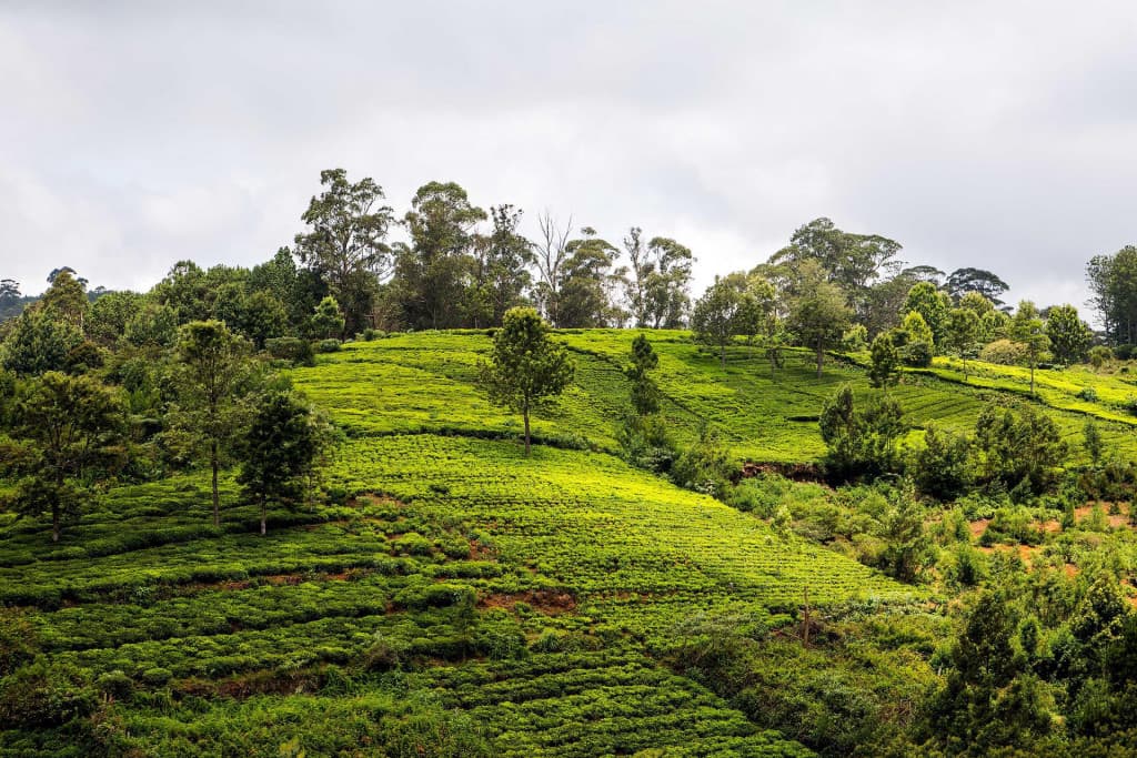 Best-Hill-Stations-In-Tamil-Nadu-For-A-Break-1024x683