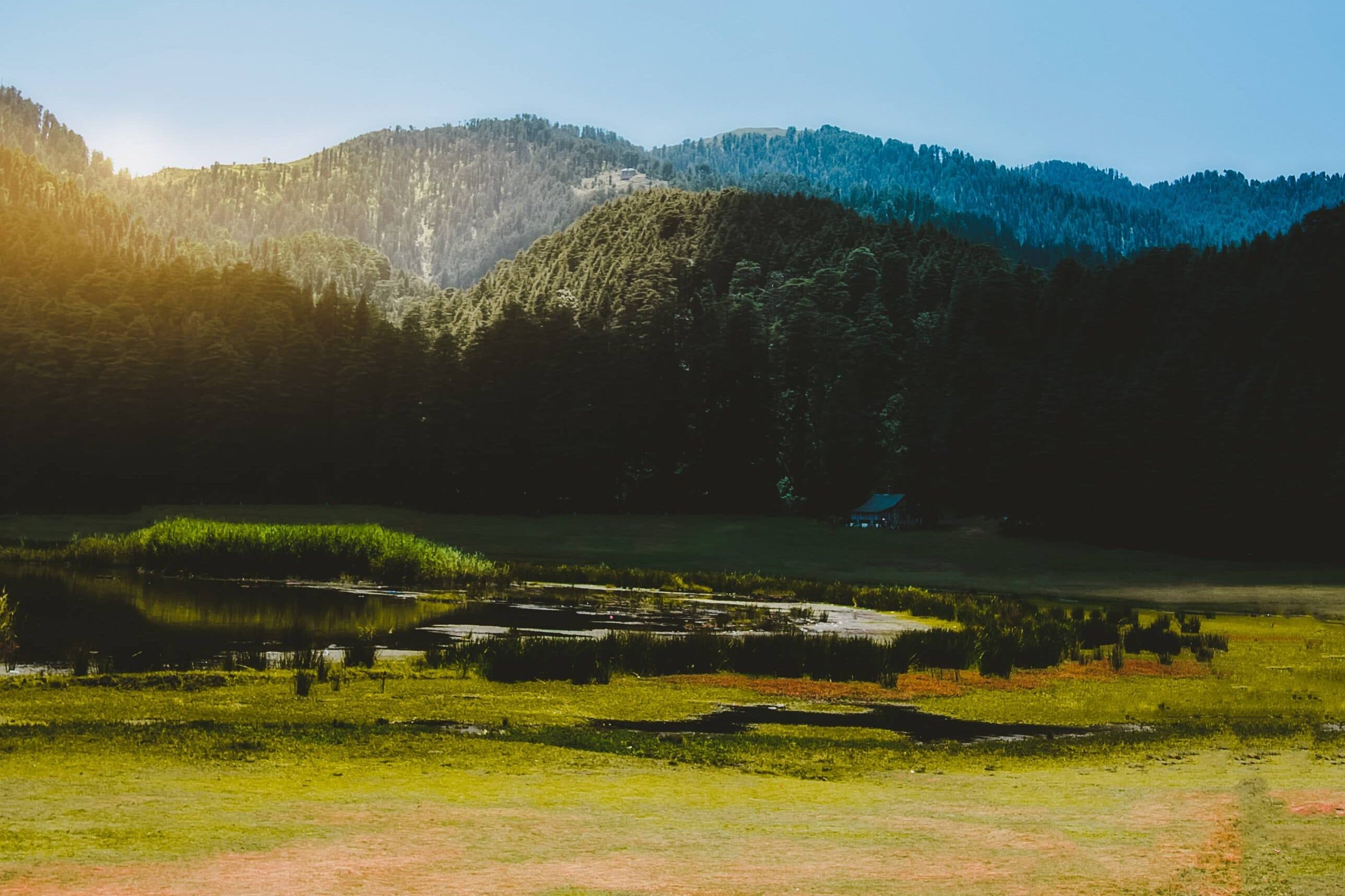 Best-Places-To-Visit-In-Khajjiar-trees-1
