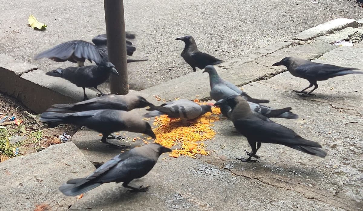 Bird_feeding_India