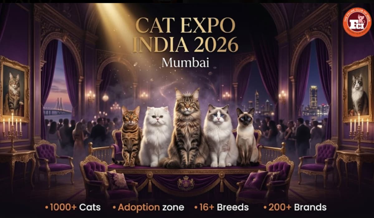 Cats_3