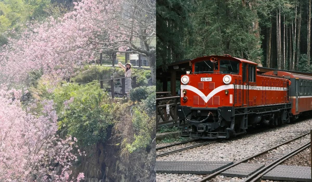 Cherry Blossom In Taiwan_ Best 2025 Viewing Spots & Times