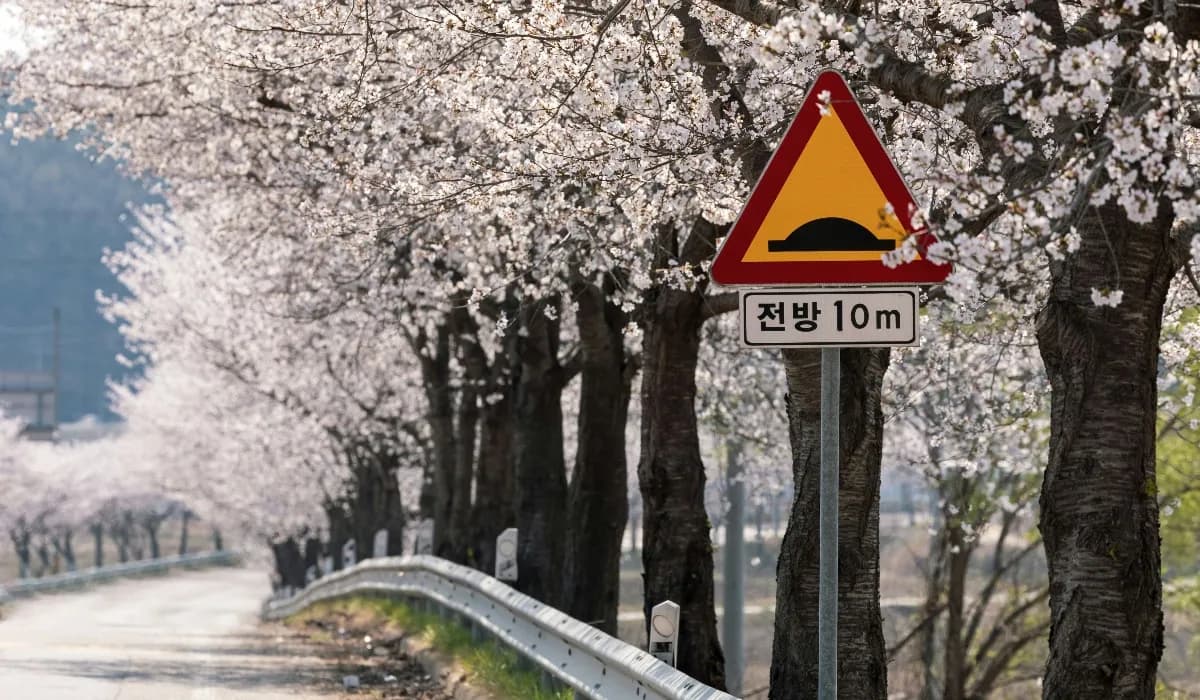 Cherry blossom in Korea