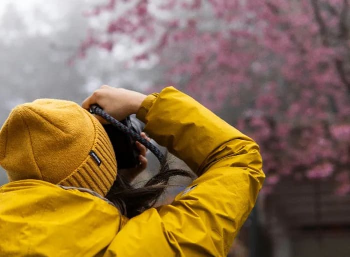 Cherry blossom in Taiwan