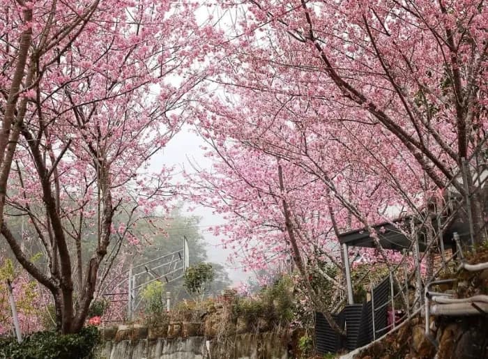 Cherry blossom trees in South Korea