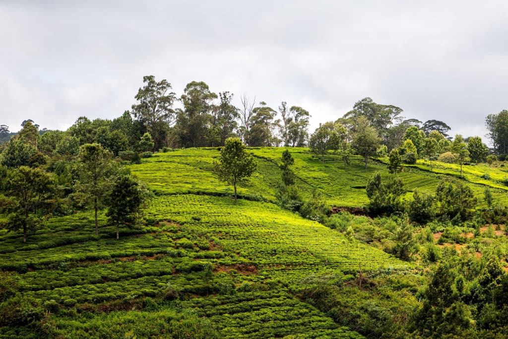 Coonoor-slider1-1024x683