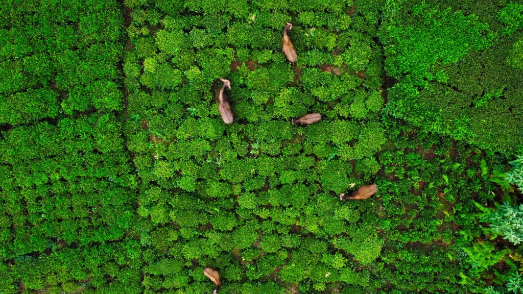 Coonoor-tea-plant-1024x576