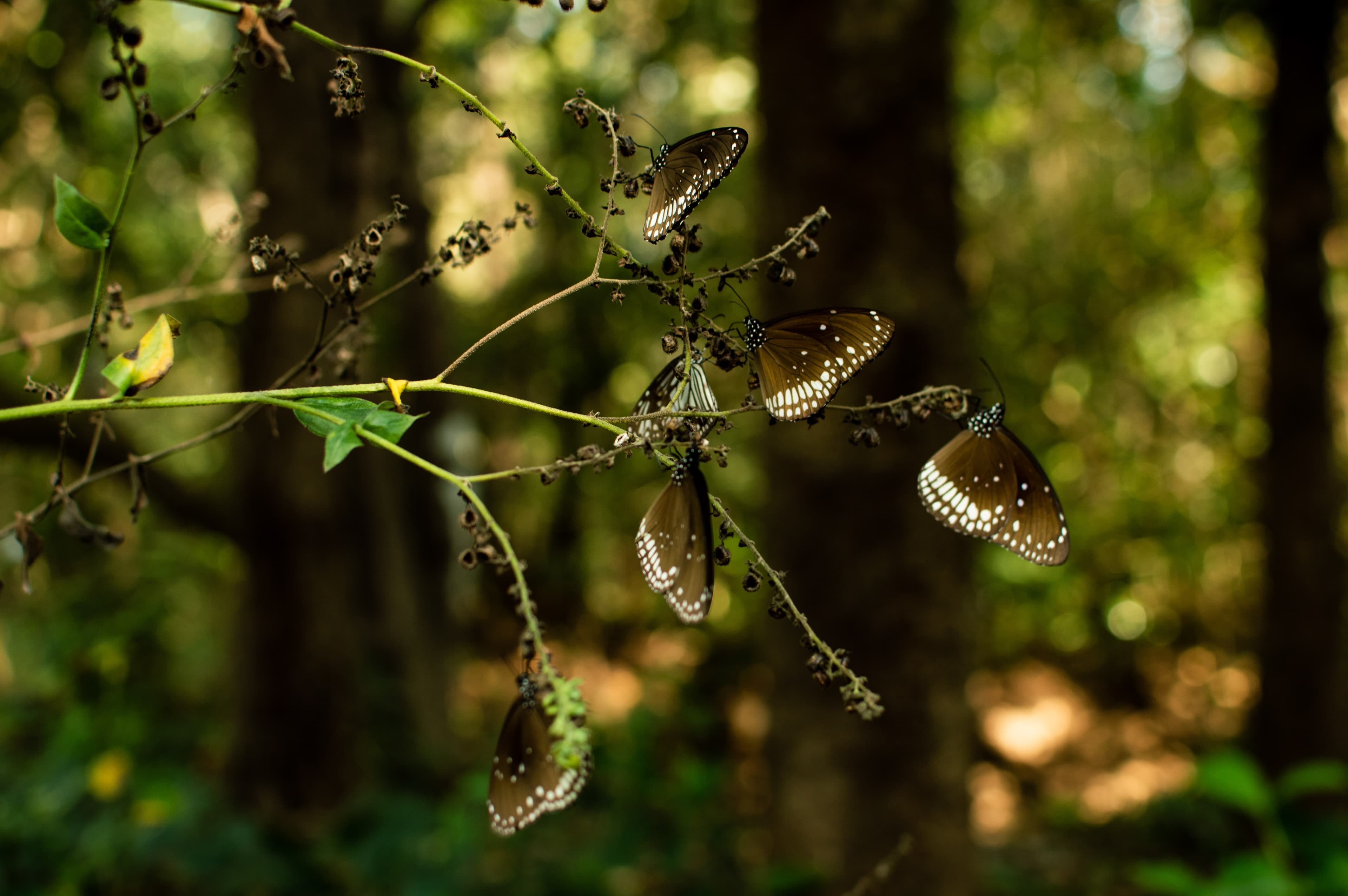 7 Things To Do In Dandeli