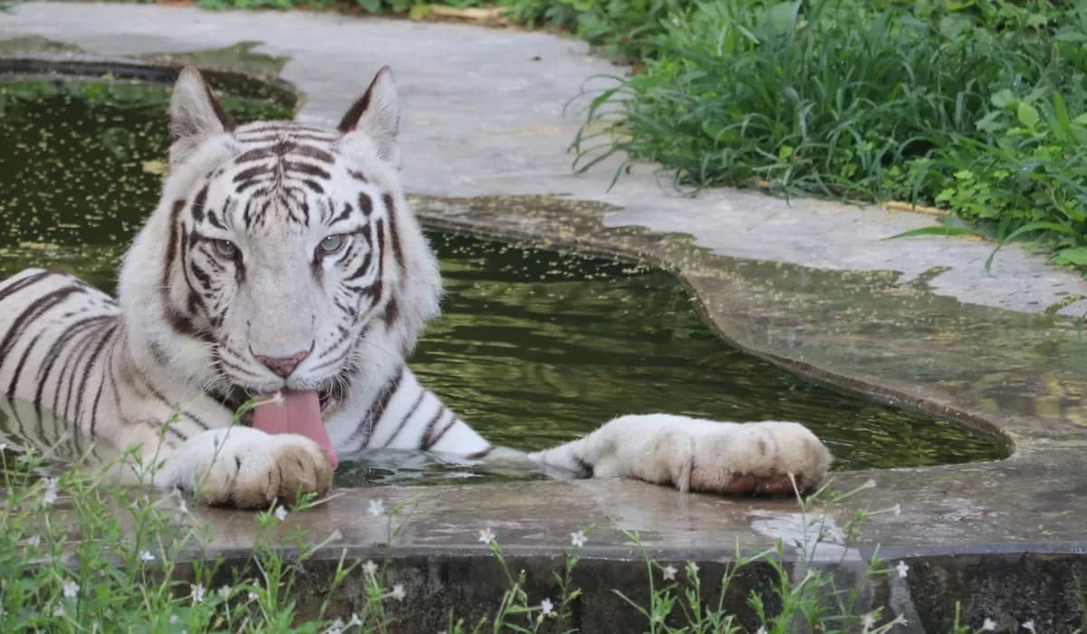 Delhi Zoo