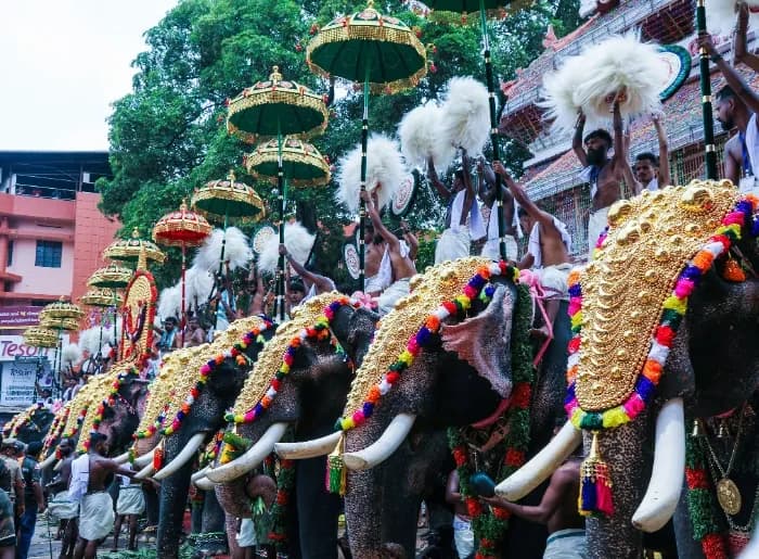 Elephants in the Thrissur Pooram festival