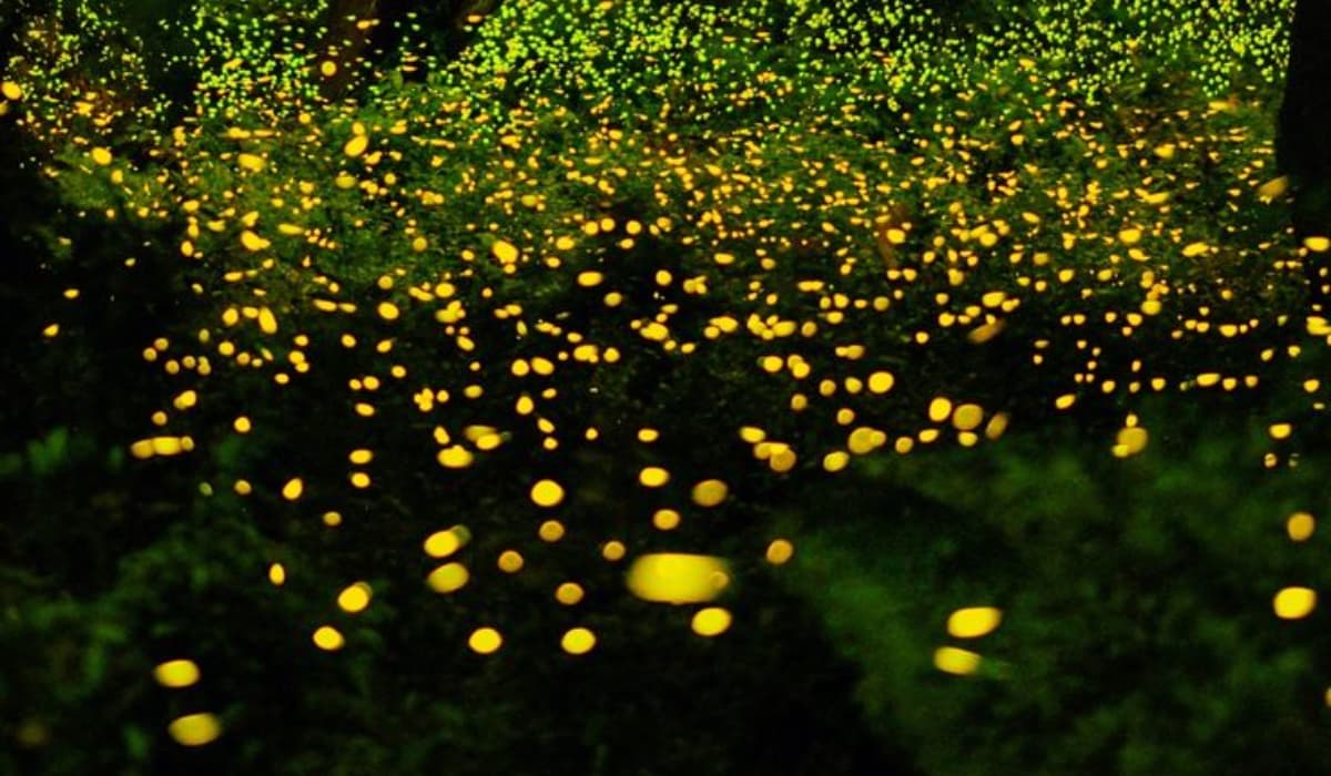 Firefly_3