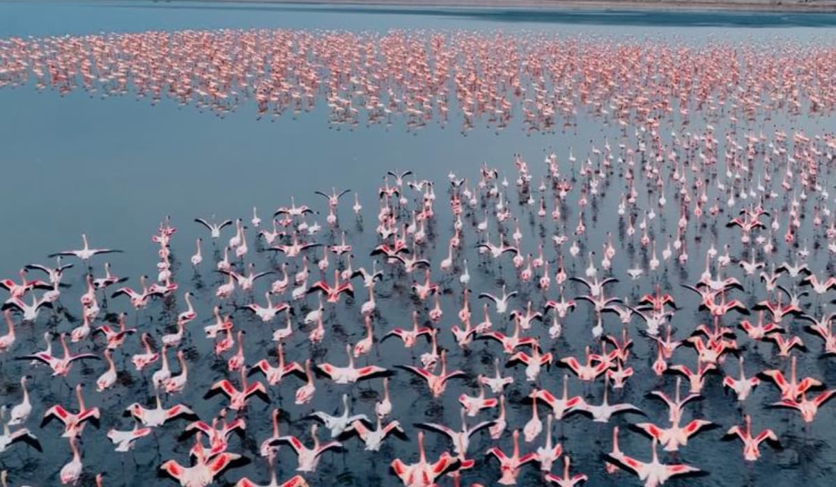 Flamingo_2