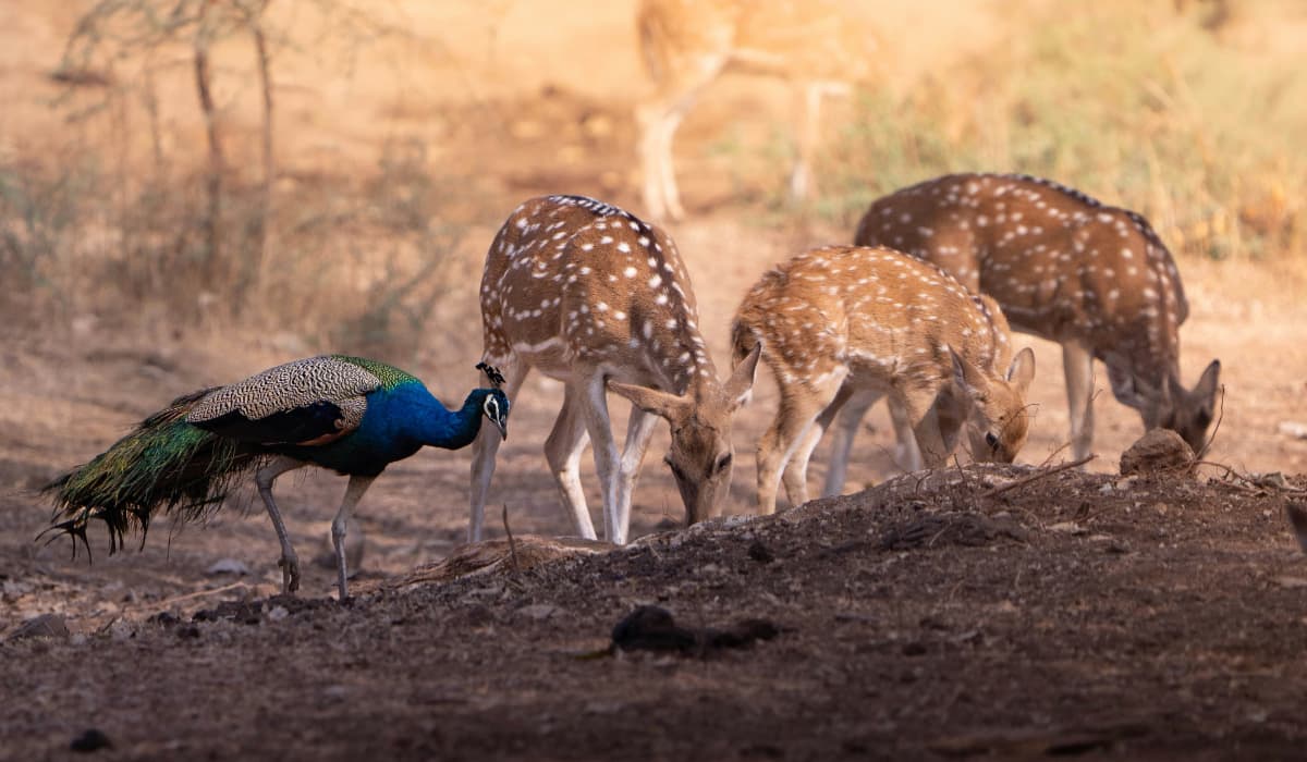 National Parks In South India To Visit