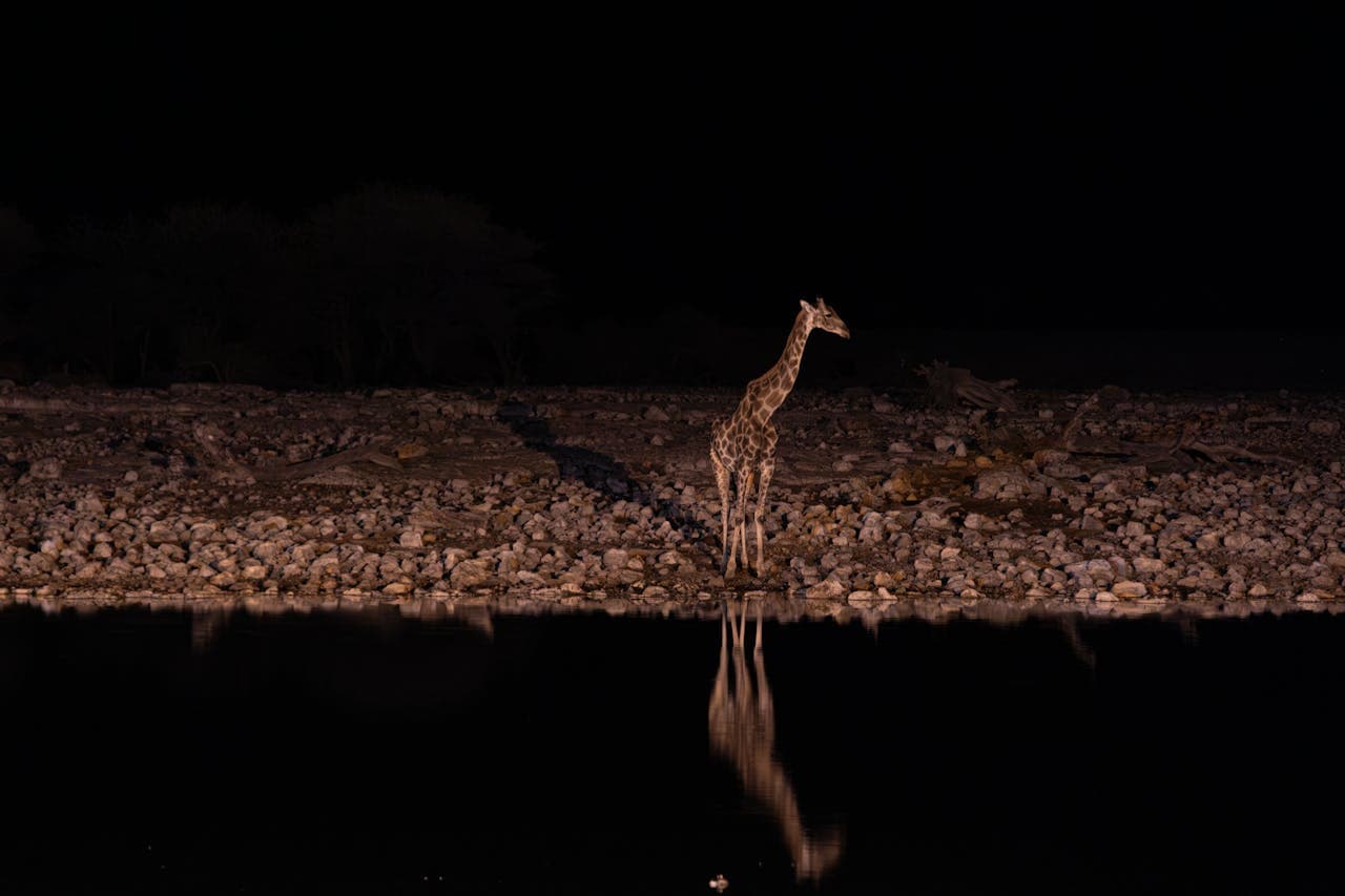 Night Safari Lucknow