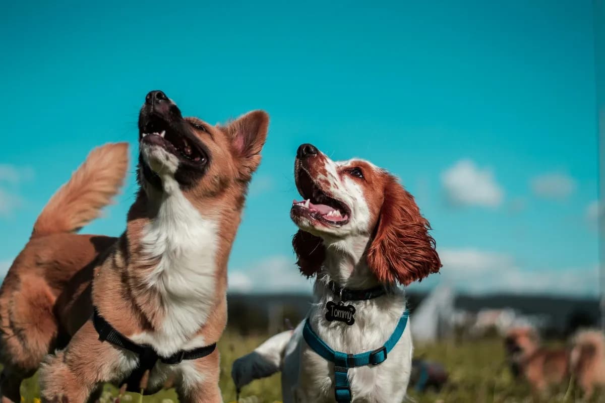 Pet-Friendly Staycation Spots Near Chennai