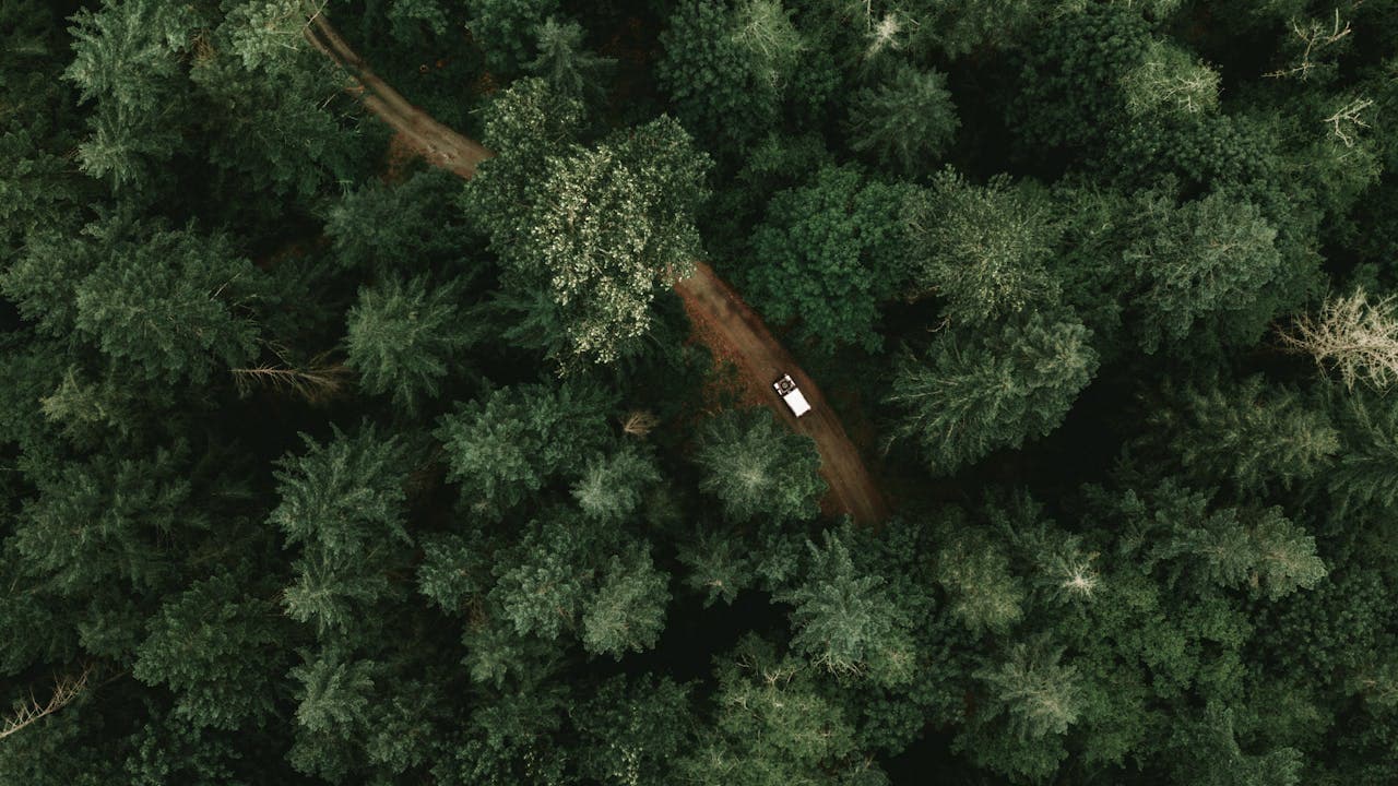 Public Urban Forest